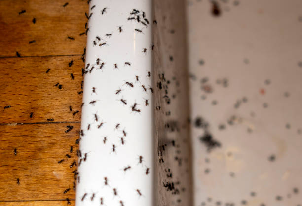 Best Exterminator Services  in Whitfield, PA